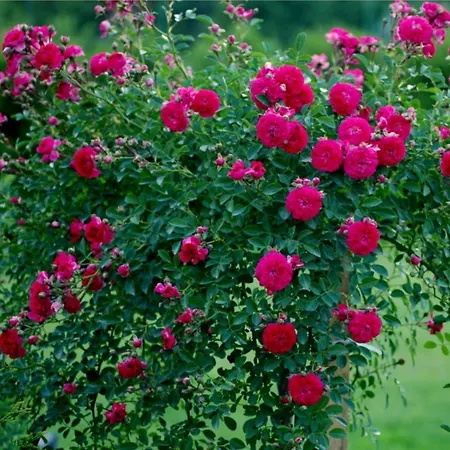 Studio Sea Garden *